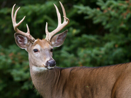 Buck