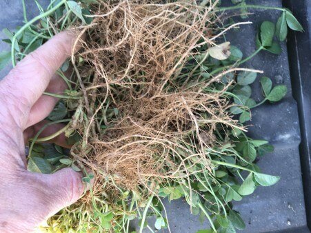 Renovation roots